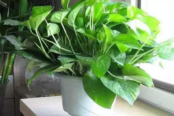 绿萝吊兰有什么作用 ,绿萝吊兰有哪些实用功能插图3 绿萝吊兰有什么作用 ,绿萝吊兰有哪些实用功能插图3