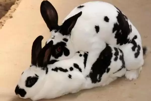 獭兔配种技术？掌握獭兔配种技术要了解哪些关键的繁殖要点和操作方法？插图2