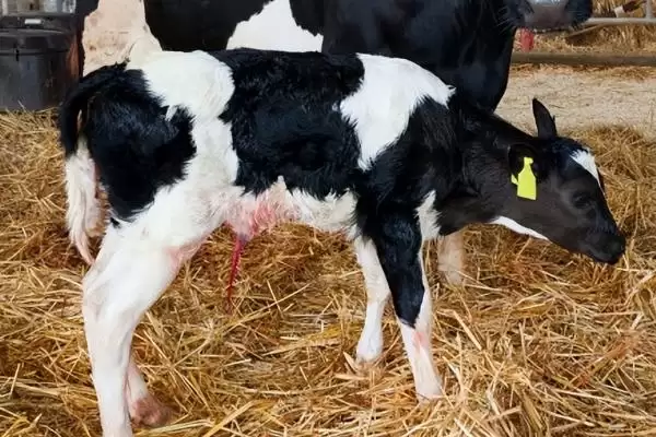 新生牛犊体温低的应对方法和要点？处理新生牛犊体温问题需注意什么？插图2