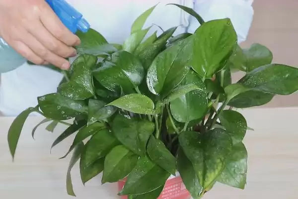 让绿萝的叶子变得又大又绿的方法?养护绿萝使叶子变大变绿要掌握哪些养护要点?插图8 让绿萝的叶子变得又大又绿的方法?养护绿萝使叶子变大变绿要掌握哪些养护要点?插图8