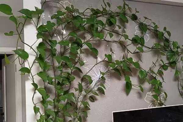 什么是绿萝?认识绿萝要了解哪些关键的植物形态和养护要点?插图3 什么是绿萝?认识绿萝要了解哪些关键的植物形态和养护要点?插图3