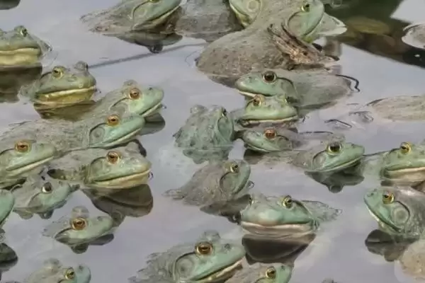 牛蛙越冬的注意事项:冬眠前增膘的关键准备插图1 牛蛙越冬的注意事项:冬眠前增膘的关键准备插图1