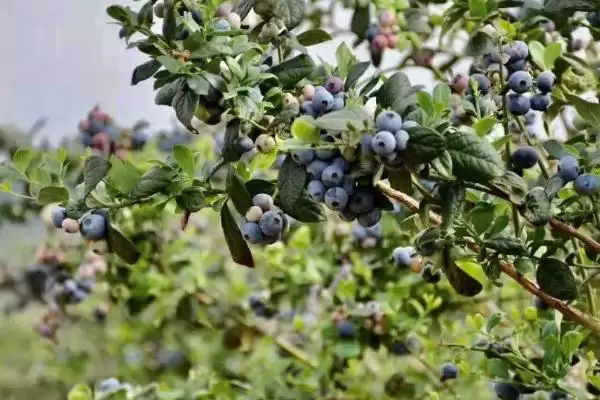 蓝莓价格昂贵的原因 ,蓝莓价格贵是因进口品种多吗?插图3 蓝莓价格昂贵的原因 ,蓝莓价格贵是因进口品种多吗?插图3