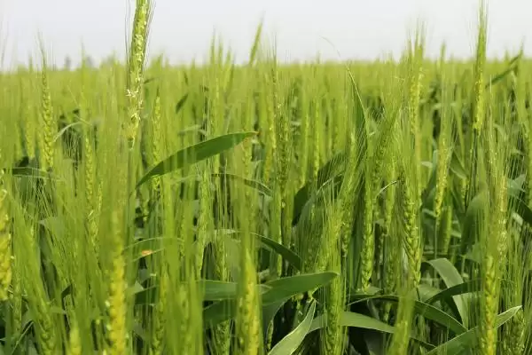 小麦成熟季节的要点和判断?判断小麦成熟季节需注意什么?插图3 小麦成熟季节的要点和判断?判断小麦成熟季节需注意什么?插图3