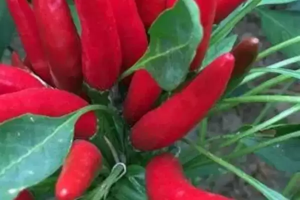 夏日蔬菜种植优选：豇豆、南瓜、丝瓜的清凉栽培法插图1