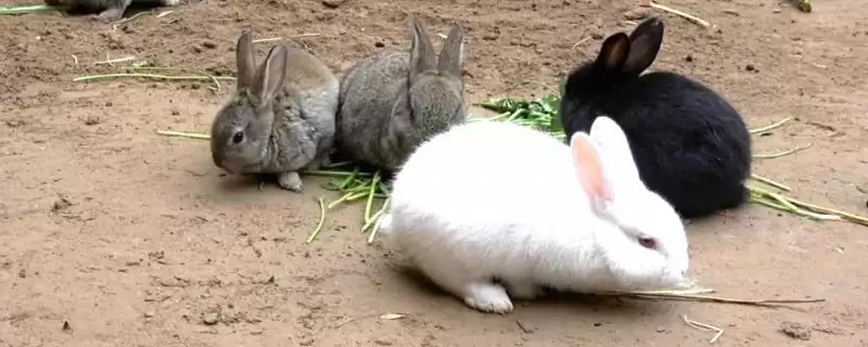 兔瘟是什么?认识兔瘟要了解哪些关键的兔类疾病特性和传播方式?-会东网