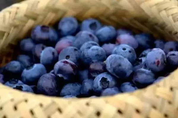 蓝莓的分类 ,蓝莓的南方和北方品种有何差异?插图3 蓝莓的分类 ,蓝莓的南方和北方品种有何差异?插图3