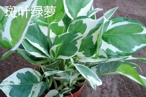 绿萝有哪些常见的品种 ,绿萝的品种有哪些可介绍插图5 绿萝有哪些常见的品种 ,绿萝的品种有哪些可介绍插图5