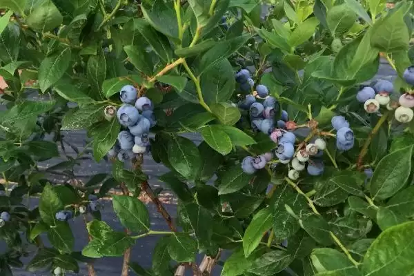 种植蓝莓的条件和要点？种植蓝莓需满足哪些特定生长条件？插图1