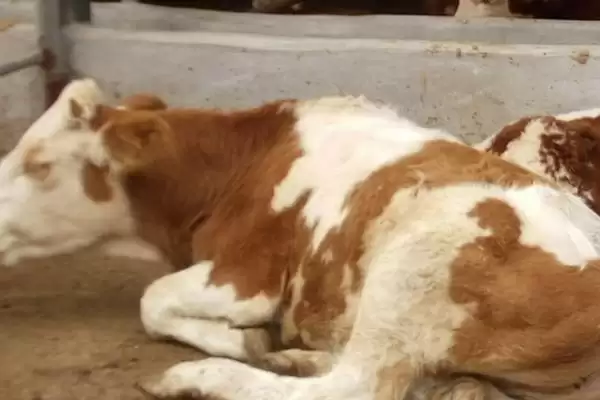 新生牛犊体温低的处理方法和要点?解决新生牛犊低温需注意哪些关键?插图1 新生牛犊体温低的处理方法和要点?解决新生牛犊低温需注意哪些关键?插图1