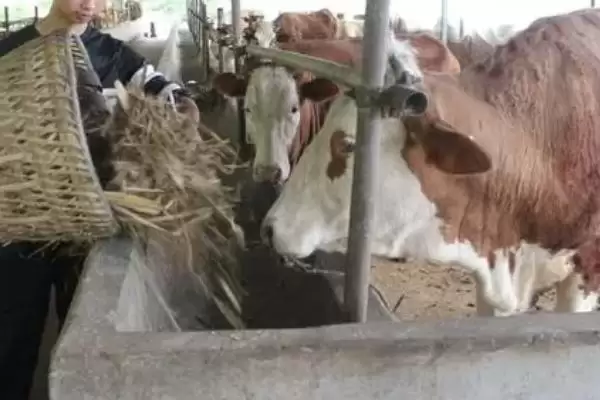 夏季牛采食量减少的应对方法和要点？应对夏季牛采食量问题需注意什么？插图1