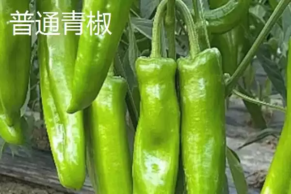 太空椒属于什么育种？了解太空椒育种方式要知晓哪些关键的育种原理和方法？插图2