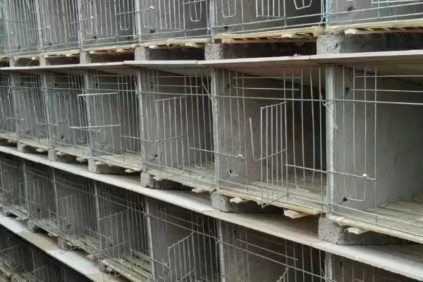 养殖兔子的方法和重点?养殖兔子要做好哪些细节?插图1 养殖兔子的方法和重点?养殖兔子要做好哪些细节?插图1