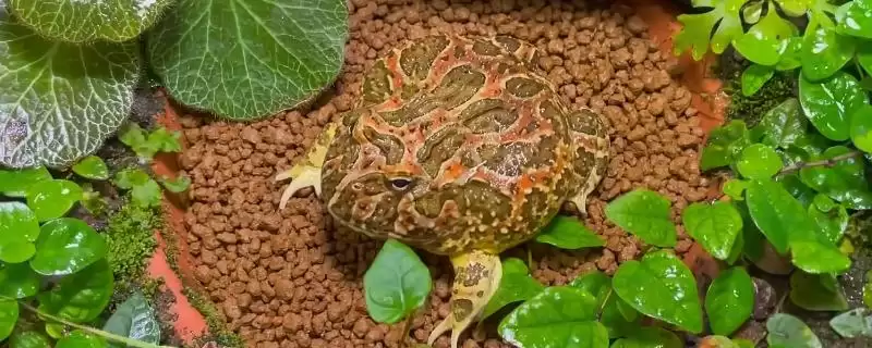 角蛙的饲养方法 ,饲养角蛙需要注意哪些方面-会东网