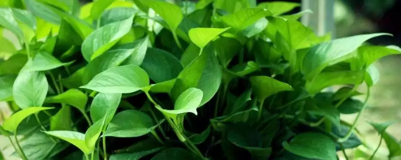 防止绿萝被冻死的方法和重点？防止绿萝被冻死要做好哪些细节？-会东网