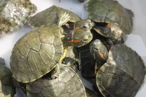 乌龟长时间不进食原因的要点和分析？分析乌龟不进食原因需关注什么？插图1