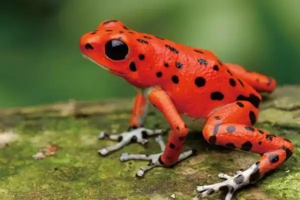 什么是幽灵箭毒蛙?了解幽灵箭毒蛙要知晓哪些关键的生物特性和毒性?插图2 什么是幽灵箭毒蛙?了解幽灵箭毒蛙要知晓哪些关键的生物特性和毒性?插图2