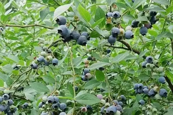 蓝莓的种植方法 ,蓝莓在什么条件下四季可定植?插图4 蓝莓的种植方法 ,蓝莓在什么条件下四季可定植?插图4