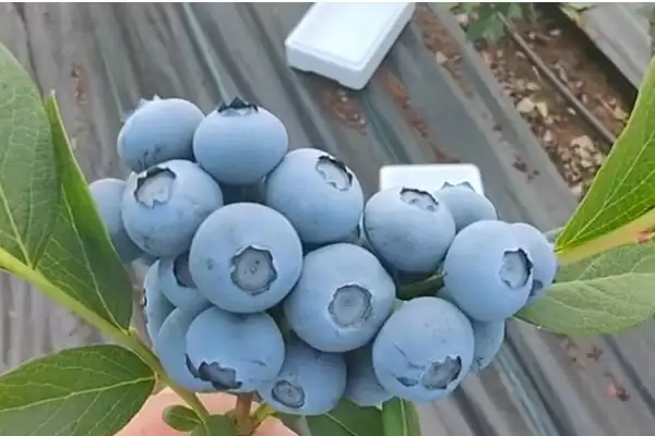 蓝莓中的佼佼者:杜克蓝莓、美登蓝莓又甜又大又早熟插图1 蓝莓中的佼佼者:杜克蓝莓、美登蓝莓又甜又大又早熟插图1