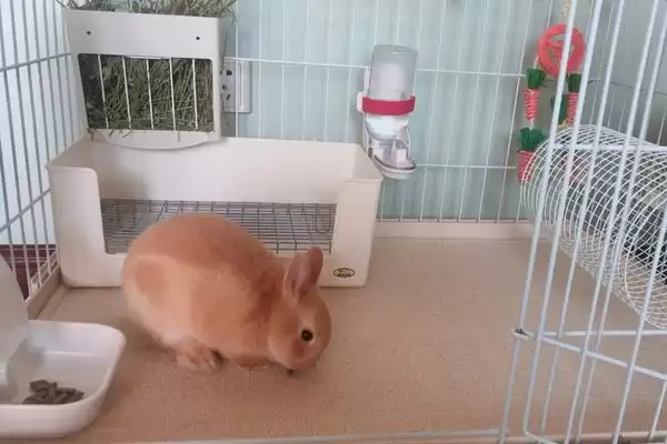 兔子身上的屎怎么清理?清理兔子身上粪便要掌握哪些正确的清洁方法和要点?插图5 兔子身上的屎怎么清理?清理兔子身上粪便要掌握哪些正确的清洁方法和要点?插图5