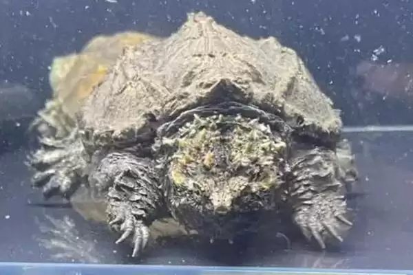 什么是佛鳄龟?认识佛鳄龟要了解哪些关键的物种特性和养殖要点?插图3 什么是佛鳄龟?认识佛鳄龟要了解哪些关键的物种特性和养殖要点?插图3