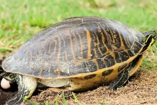 乌龟公母怎么区分?掌握乌龟公母区分技巧要知晓哪些从外观到行为的差异要点?插图4 乌龟公母怎么区分?掌握乌龟公母区分技巧要知晓哪些从外观到行为的差异要点?插图4