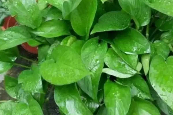 绿萝僵苗有哪些症状表现 ,绿萝僵苗会出现什么情况插图2 绿萝僵苗有哪些症状表现 ,绿萝僵苗会出现什么情况插图2