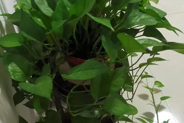 绿萝僵苗有哪些症状表现 ,绿萝僵苗会出现什么情况插图3 绿萝僵苗有哪些症状表现 ,绿萝僵苗会出现什么情况插图3