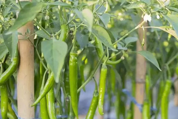 青椒施肥原则解读:施足基肥对青椒生长的重要性插图3 青椒施肥原则解读:施足基肥对青椒生长的重要性插图3