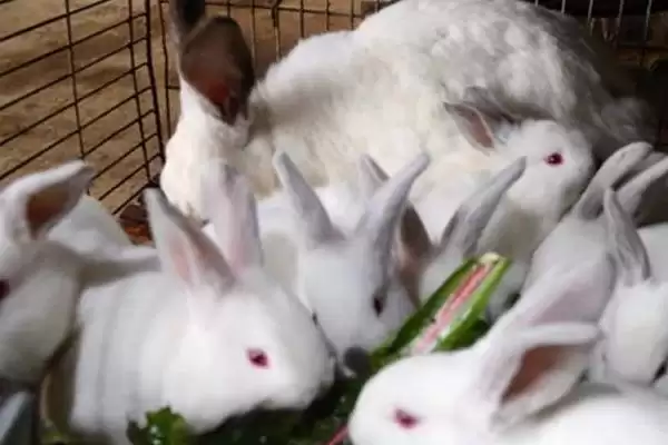 兔瘟是什么？认识兔瘟要了解哪些关键的兔类疾病特性和传播方式？插图3