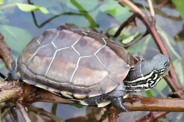 乌龟体内寄生绦虫症状的要点和表现？判断乌龟寄生虫症状需注意什么？插图1