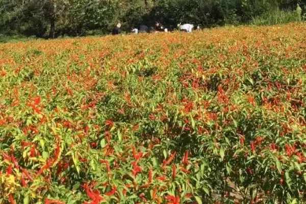 种植朝天椒的施肥方法和重点？种植朝天椒施肥需注意什么？插图1