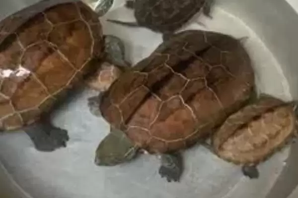 乌龟死亡表现的种类和要点？判断乌龟死亡需关注哪些关键信息？插图2