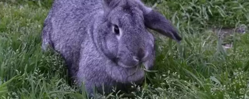 养殖兔子的方法和重点?养殖兔子要做好哪些细节?-会东网