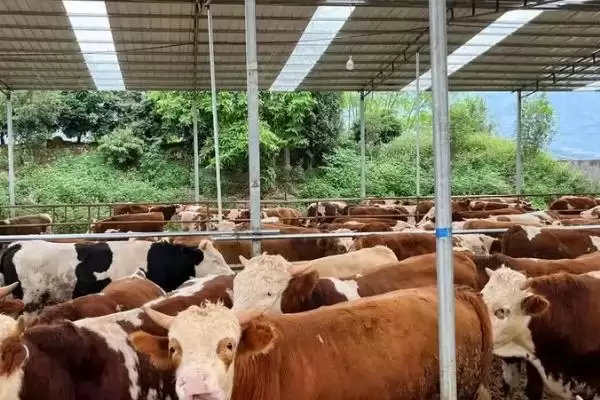 养牛的方法和重点?养牛要做好哪些细节?插图1 养牛的方法和重点?养牛要做好哪些细节?插图1