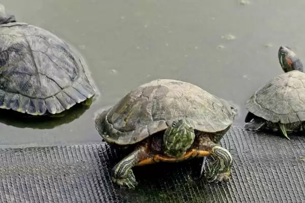 乌龟不吃龟粮的原因？探究乌龟不吃龟粮原因要考虑哪些乌龟习性、健康和食物因素？插图2