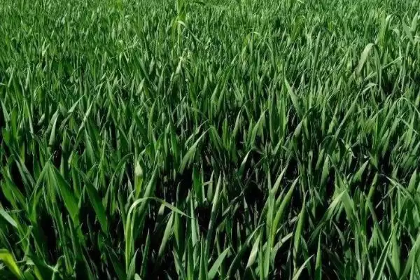 小麦播种后能否立即浇水的要点和判断?判断小麦播种后浇水时机需注意什么?插图3 小麦播种后能否立即浇水的要点和判断?判断小麦播种后浇水时机需注意什么?插图3