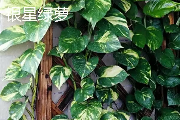 绿萝有哪些常见的品种 ,绿萝的品种有哪些可介绍插图1 绿萝有哪些常见的品种 ,绿萝的品种有哪些可介绍插图1