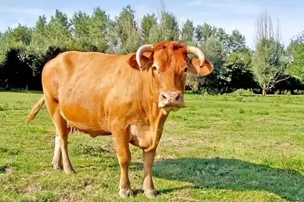 普通黄牛地方品种大集合：南阳牛、鲁西牛等的品种特点插图1