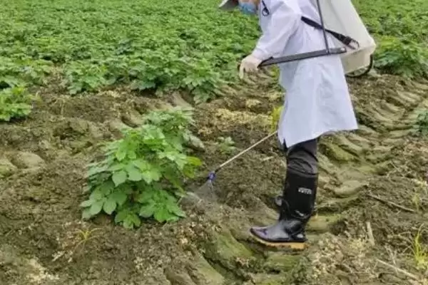 土豆何时需要控旺?确定土豆控旺时机要考虑哪些生长周期和环境因素?插图1 土豆何时需要控旺?确定土豆控旺时机要考虑哪些生长周期和环境因素?插图1