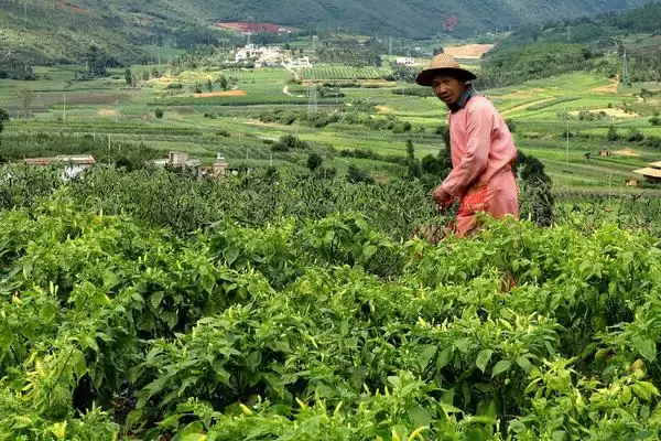 小米辣栽培的技术和要点?栽培小米辣需掌握哪些关键技术环节?插图3 小米辣栽培的技术和要点?栽培小米辣需掌握哪些关键技术环节?插图3