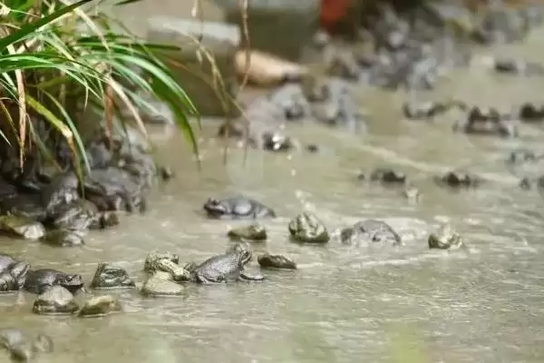 石蛙苗的养殖方法?养殖石蛙苗要掌握哪些关键的饲养管理方法?插图2 石蛙苗的养殖方法?养殖石蛙苗要掌握哪些关键的饲养管理方法?插图2