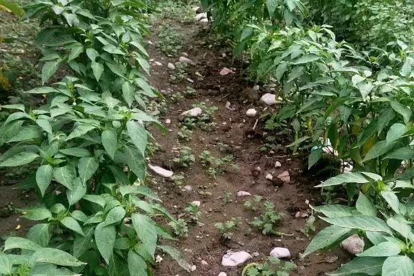 青椒种植方法全解:种子播种前晾晒1-2天的关键作用插图4 青椒种植方法全解:种子播种前晾晒1-2天的关键作用插图4