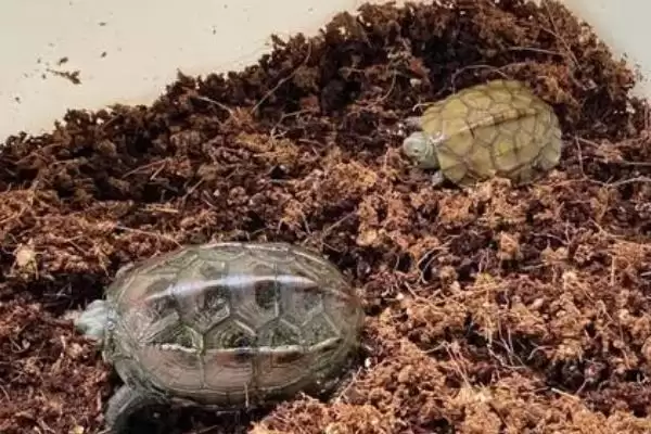 乌龟冬眠的注意事项？乌龟冬眠要遵循哪些重要的环境、温度和健康监测要点？插图2