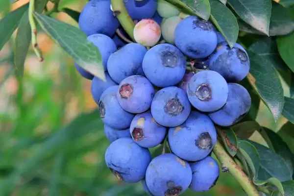 蓝莓中的佼佼者:杜克蓝莓、美登蓝莓又甜又大又早熟插图3 蓝莓中的佼佼者:杜克蓝莓、美登蓝莓又甜又大又早熟插图3