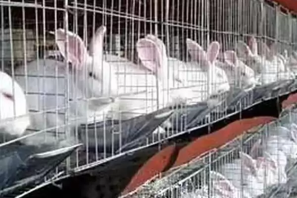 农村兔子养殖要点：注意养殖密度的科学管理插图5