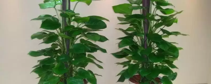 绿萝花盆中放木棒有什么作用 ,绿萝花盆中木棒起何作用-会东网
