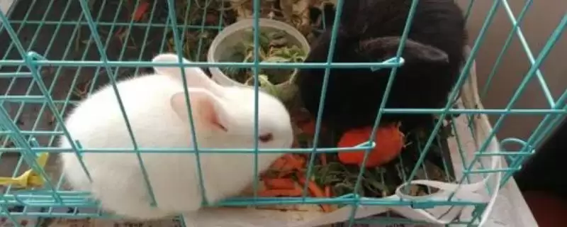 让兔子乖乖回笼的好办法？让兔子回笼要注意哪些要点？-会东网
