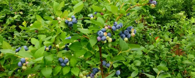 蓝莓的种植方法 ,蓝莓在什么条件下四季可定植?-会东网