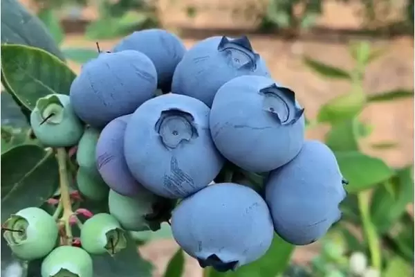 蓝莓中的佼佼者:杜克蓝莓、美登蓝莓又甜又大又早熟插图4 蓝莓中的佼佼者:杜克蓝莓、美登蓝莓又甜又大又早熟插图4